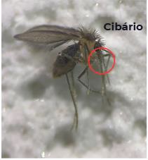 Imagem de uma fêmea de flebotomíneo alimentada, com destaque em círculo vermelho para a região do cibário, estrutura localizada na parte anterior da cabeça, relacionada ao sistema alimentar. Fonte: Fiocruz Minas / Victória Pereira e Fabiana Lara.​